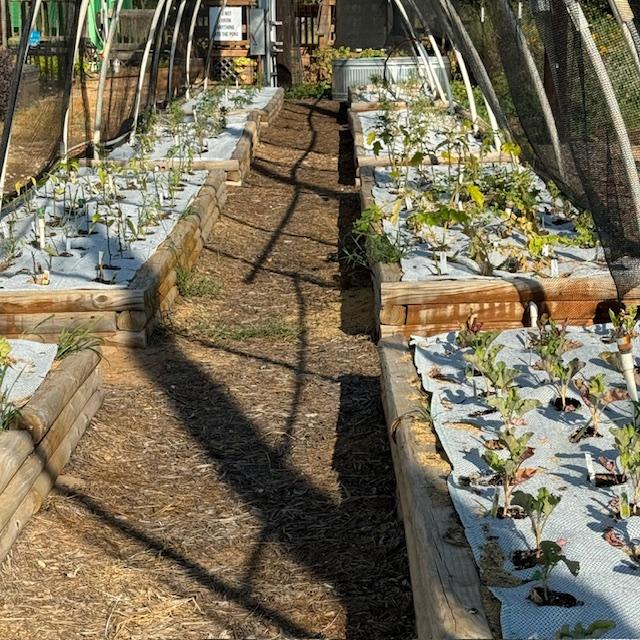 Vegetable plants are coming up. They will take off as the temperature cools down.