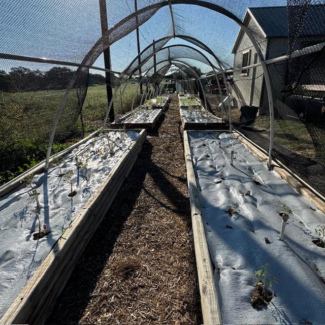 Some of the vegetables that were planted yesterday and this morning out in our parking lot area.