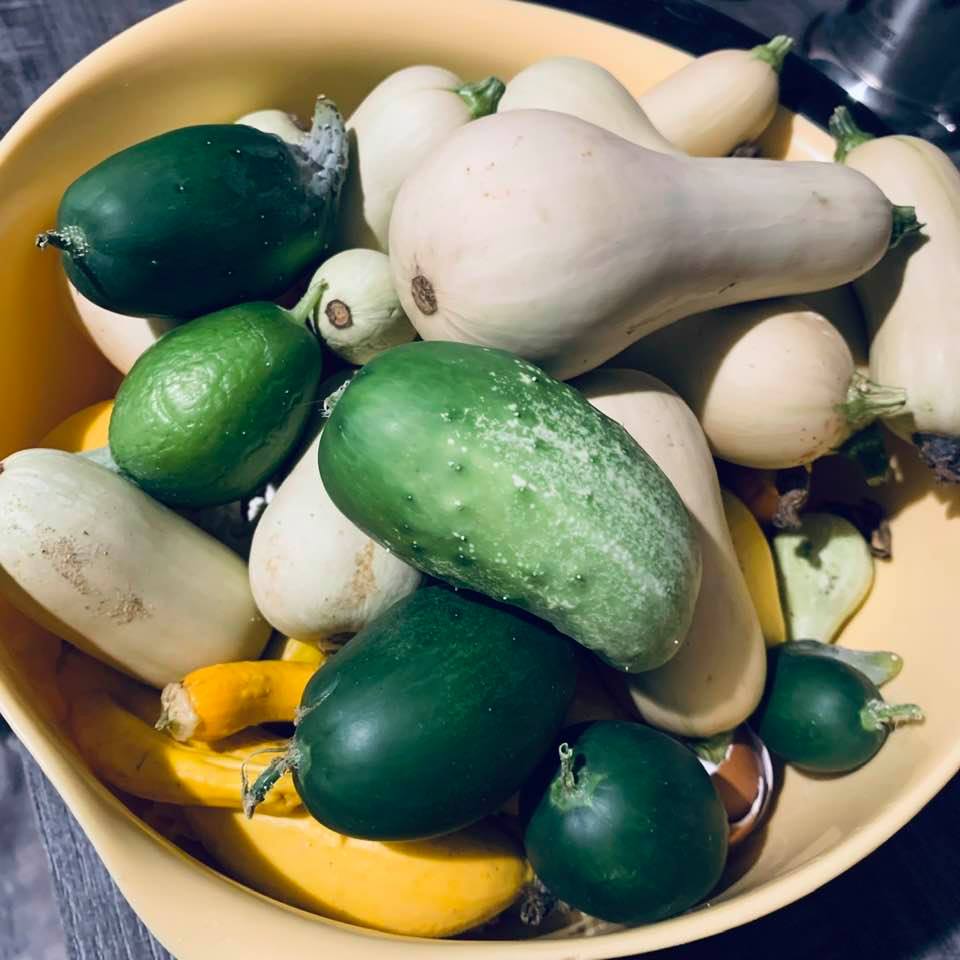 Another big fall garden vegetables harvest of squashes-both summer and winter, cucumbers...