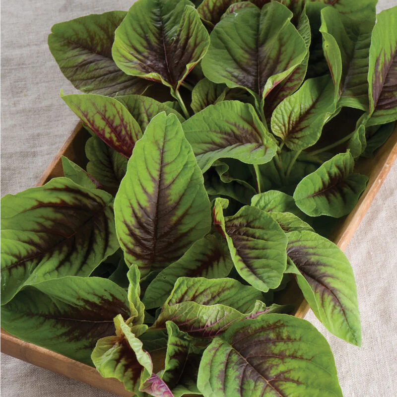 The amaranth family includes red leaf vegetable amaranth and we carry the seeds so you can plant and enjoy this veggie. The amaranth family includes red leaf vegetable amaranth and we carry the seeds so you can plant and enjoy this veggie.