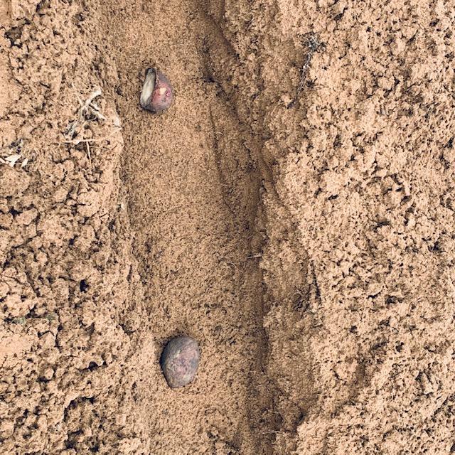 Red Viking potatoes are in the trench.