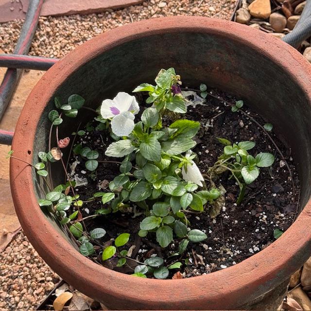 These white and purple violas are doing well in the cold.
