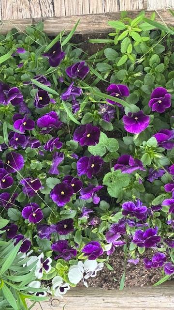 A lot of our flowers are fading away as the heat comes on. It got up to 91° today.