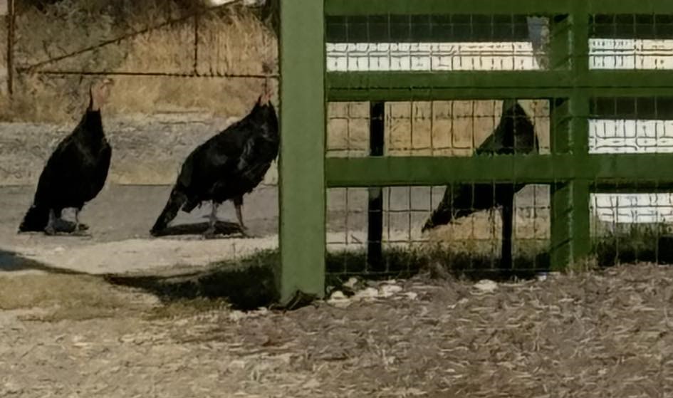 I don't know whose they are but these turkeys came a calling today. LOL!