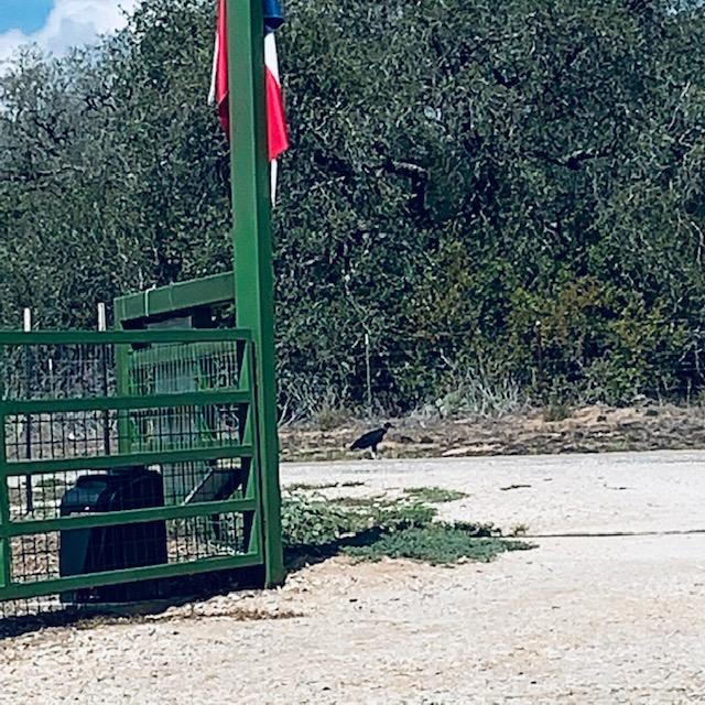 This is one of three vultures enjoying the remains of a small animal in the middle of the road outside of our gate.