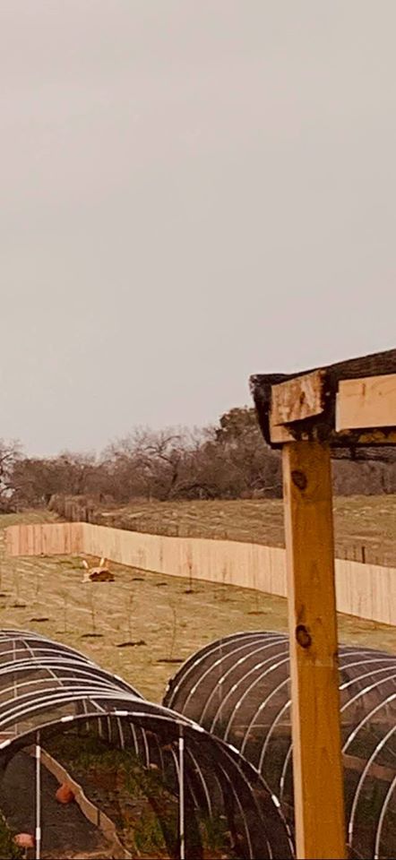 You can see the first orchard wall along with the beginning (and end right now) of the second orchard wall. We will finish after we move our store out here.