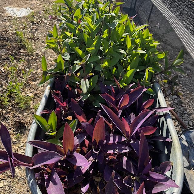 My Wandering Jews are doing well. I pulled up all of the dead pieces from the cold winter.