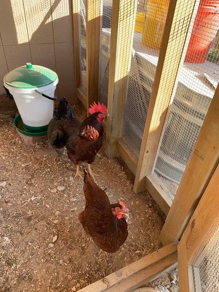 Here is the new white and green waterer. It is much easier to work with than the others I had and it stays cleaner.