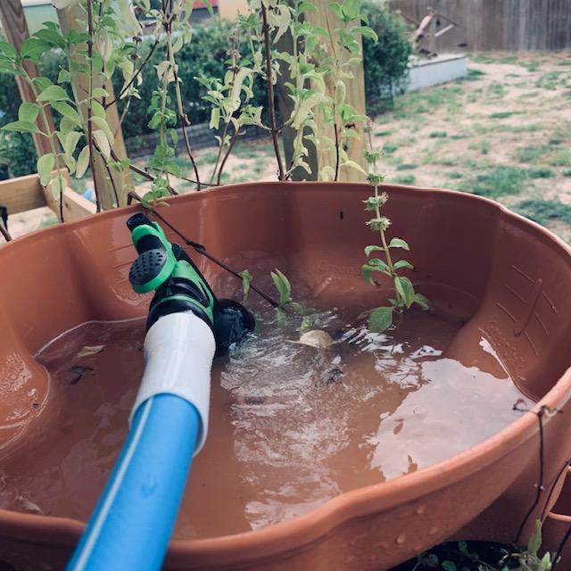 I am watering my Greenstalk planter. It still has a lot of mints and other things growing in it.