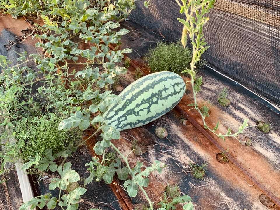 This watermelon is growing in our garden but is not ready to pick yet.