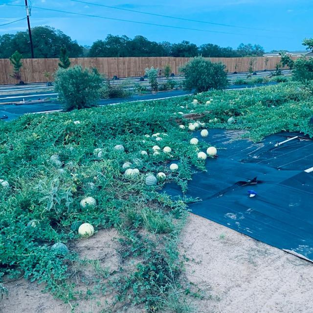 Every 3 weeks, plant a few melon plants so all of your melons are not ripe at the same time.