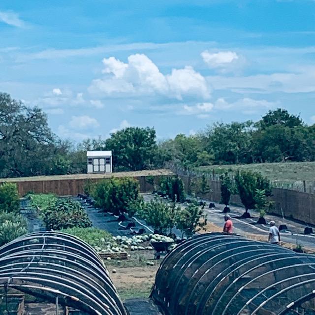 Nacho has picked a bunch of small watermelons for the chickens and for the compost. We are pulling everything up to get ready for planting fall garden seeds.