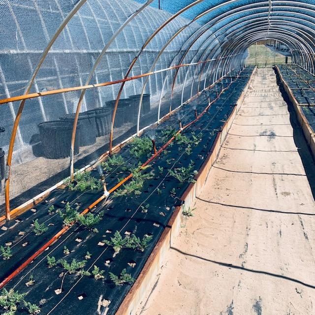 If you don't get a lot of rain in your area, it is important to be able to provide a way to water your garden or it will die. If you don't get a lot of rain in your area, it is important to be able to provide a way to water your garden or it will die.