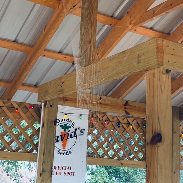 Nine of the webs I found were all over and up high in the gazebo. They were massive but so pretty.