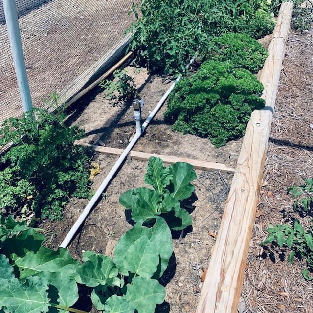 This garden bed is mostly well weeded and looking great! All it needs is a little mulch.