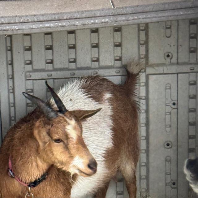 Alice is finally free and ran inside in the twinkling of an eye!