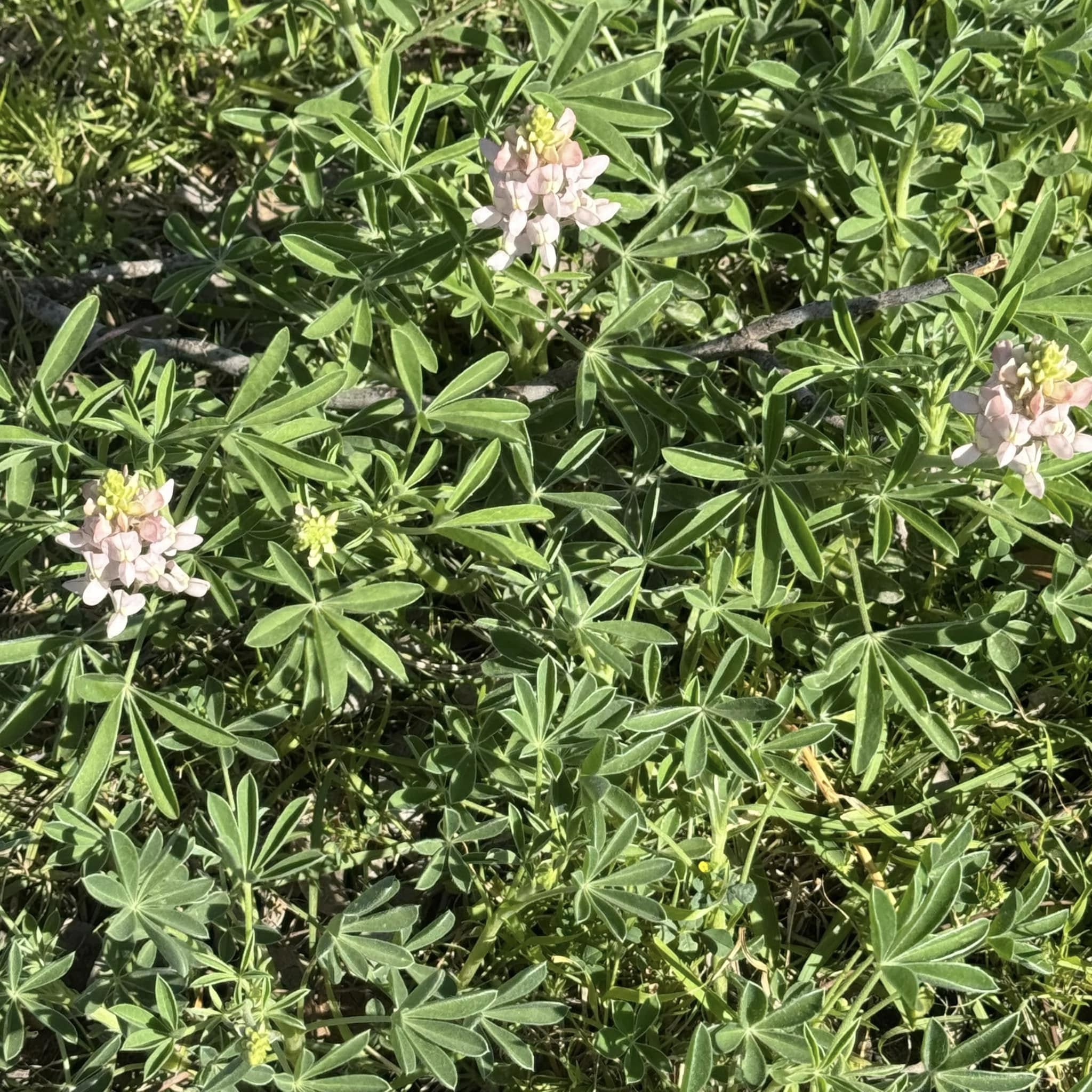 We went to church this morning and there are white bluebonnets growing there! I had never seen them before. We went to church this morning and there are white bluebonnets growing there! I had never seen them before.