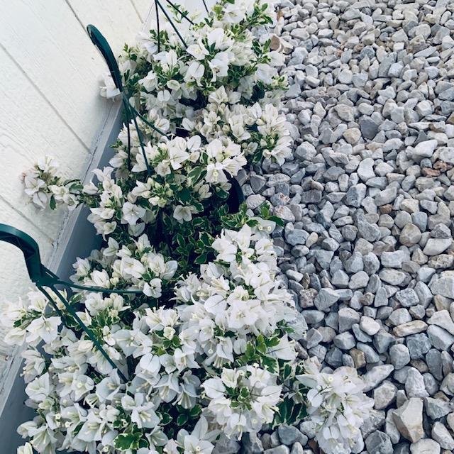 White bouganvilleas with variegated leaves are among my favorites.