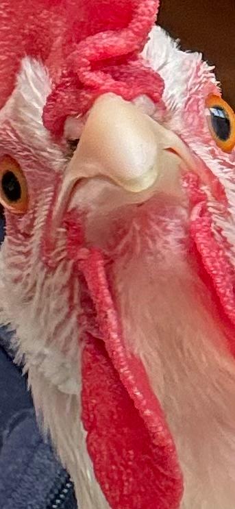 This is one of our white chickens. Look at that face!