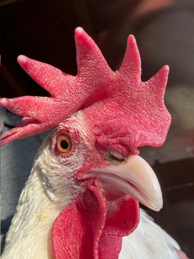 Matt took this photo of one of our leghorns. He is such a good photographer and so good with the birds. Matt took this photo of one of our leghorns. He is such a good photographer and so good with the birds.