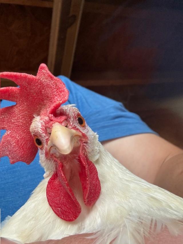 Matt posed this hen. It's kind of patriotic with the red, white, and blue.