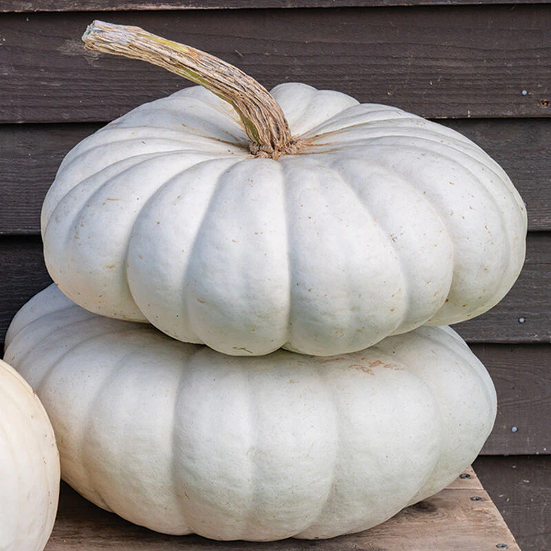 These are White Flat Stacker pumpkins.