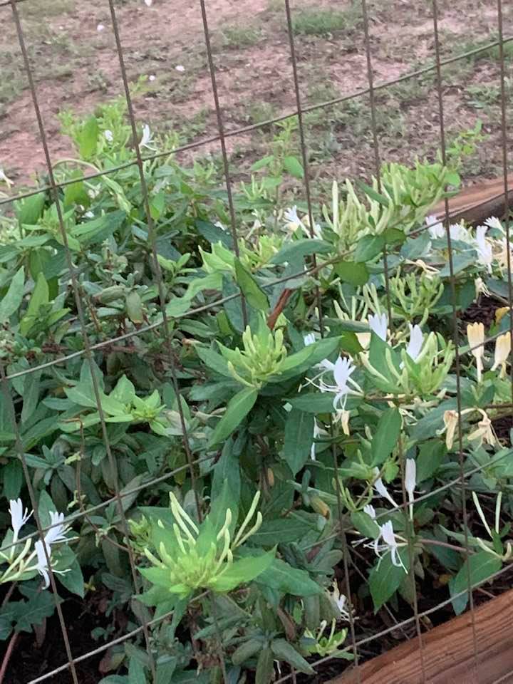 My new white honeysuckle is already blooming. Apparently, this plant likes cooler weather. Pay attention to the temps when looking at your growing zones.