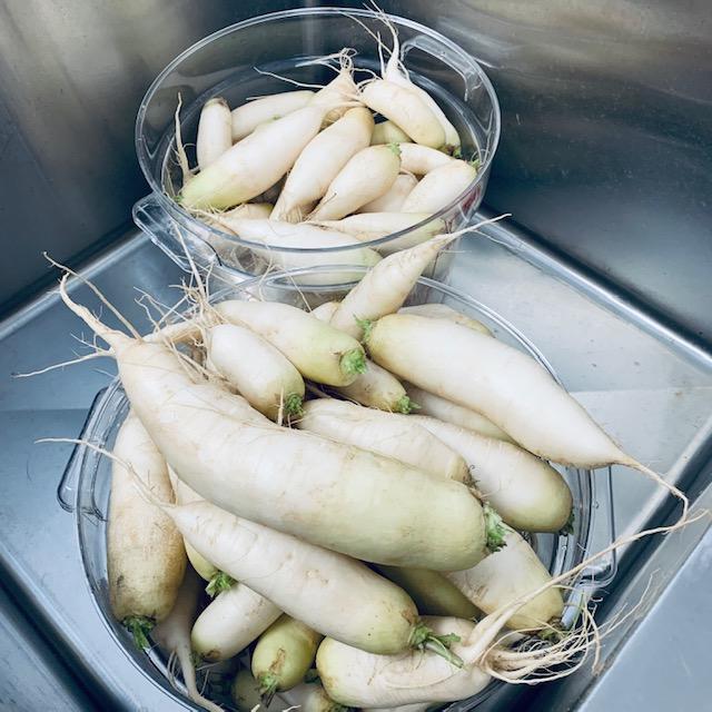 Look at these beautiful White Icicle Radishes! Part of May garden chores is harvesting. They have all been cleaned and the tops cut off as well. Look at these beautiful White Icicle Radishes! Part of May garden chores is harvesting. They have all been cleaned and the tops cut off as well.