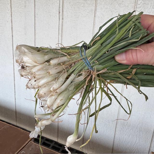 We have 1 white onion start variety-the Texas Early White.
