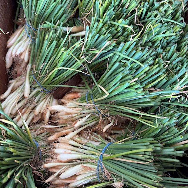 These are some of our beautiful white onion starts. Come by and pick yours up today!