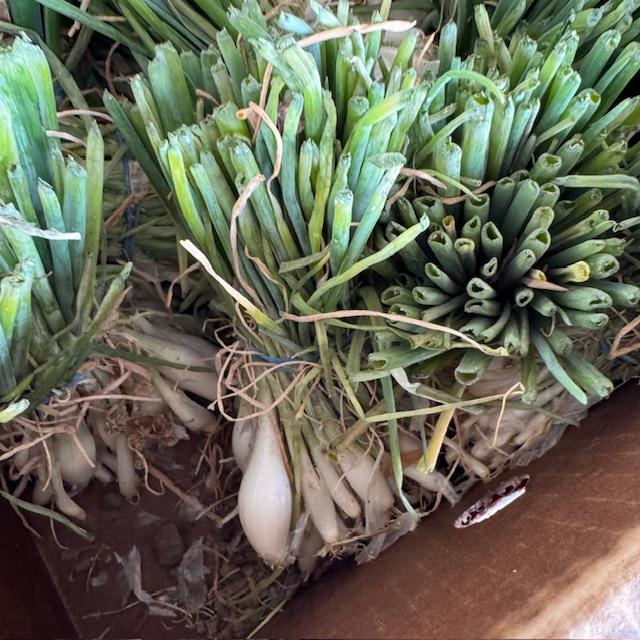 Some of our white onion starts. Come get them for your garden next week or drop your order in today!