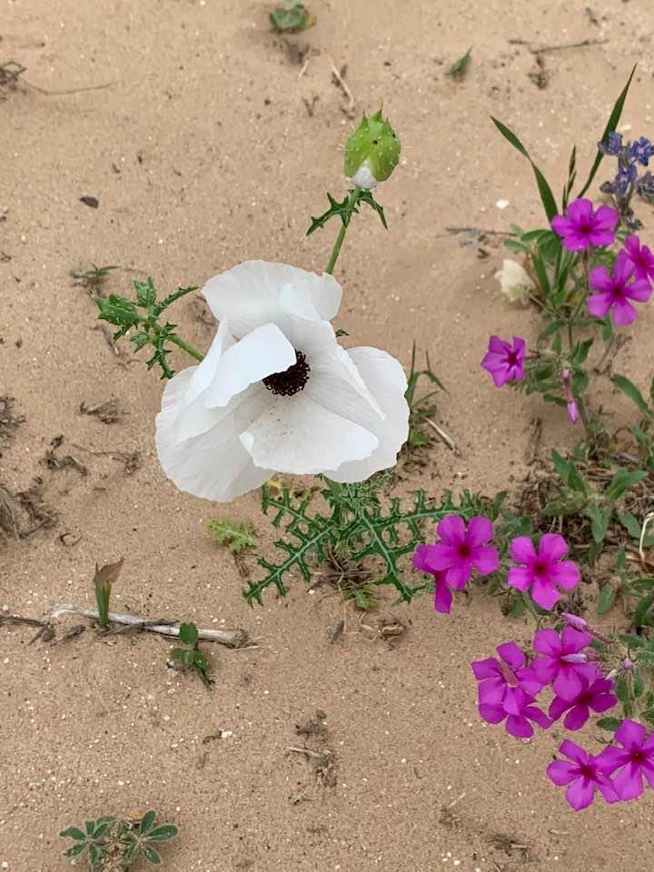 The white poppies grow wild all over as well as the little purple wildflowers. They do brighten the sand!