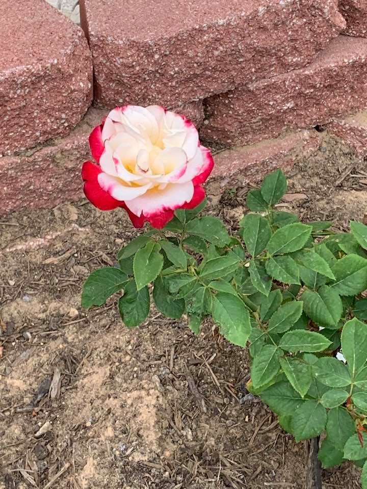 Spring on the farm brought out this beautiful white and red rose just in time for Easter.