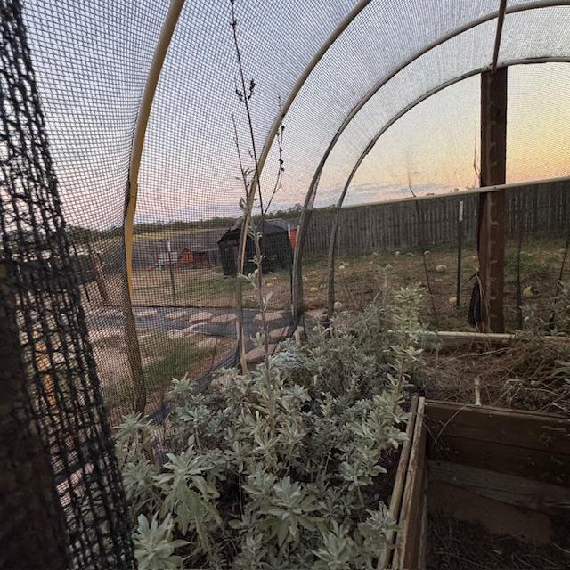 White sage growing in our keyhole garden is by the chicken yard.