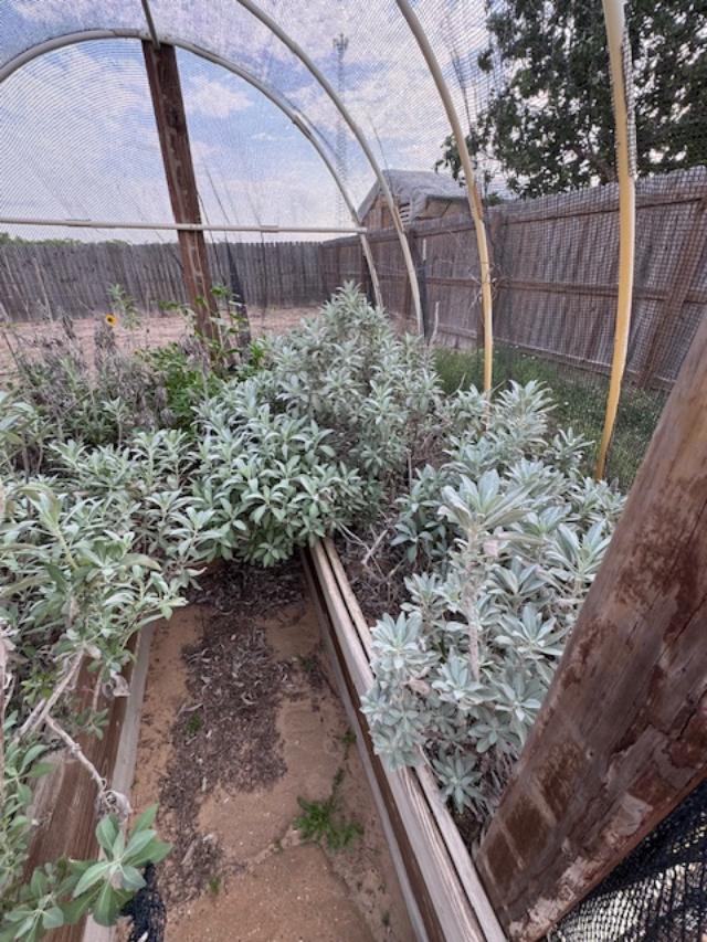 This is white sage, the kind used for ceremonial cleansings, not the kind you put on a turkey.