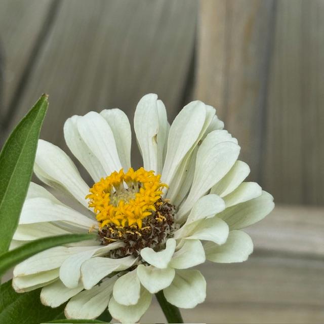 Here is a white zinnia called Polar Bear.