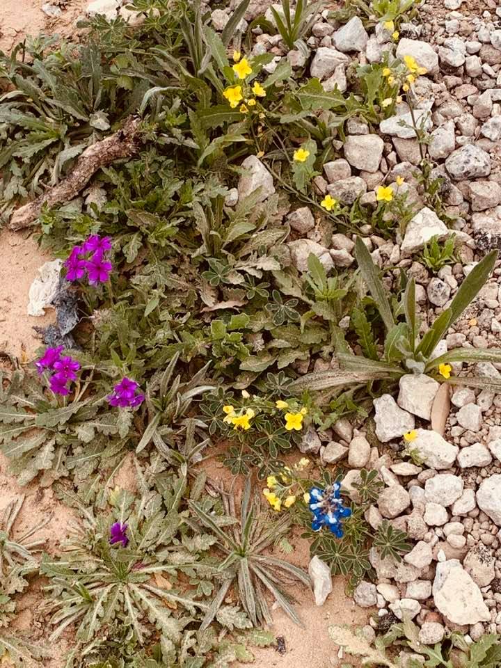 Texas wildflowers including a bluebonnet in the front in our yard.