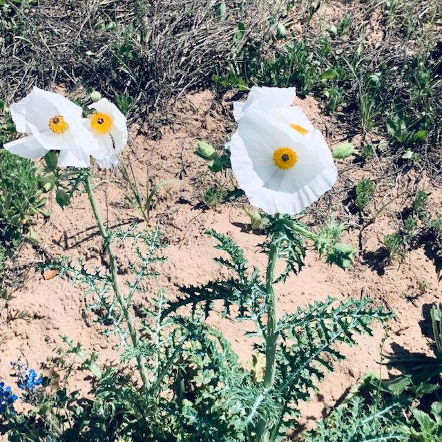 Weeds, bull nettle, and wild poppies grow naturally out here in the sand.