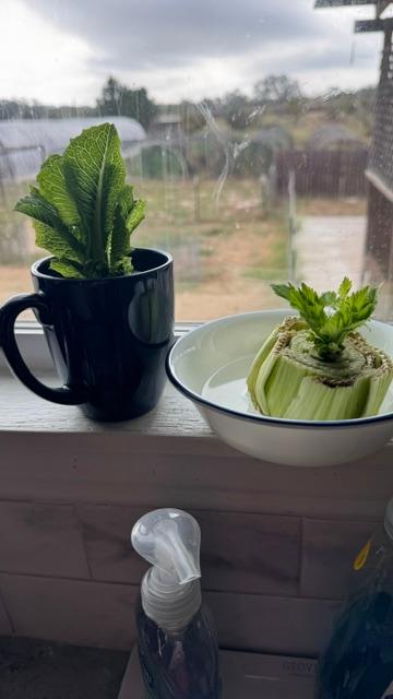 Here is what is still rooting on my kitchen windowsill. The rest is planted outside.