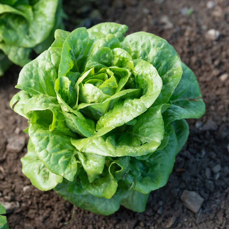 Romaine lettuce is perfect for the fall  garden. This is Winter Density Romaine lettuce.