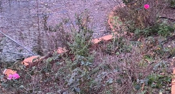 There are 2 new winter roses. Both are shades of pink. Why would roses grow in January? There are 2 new winter roses. Both are shades of pink. Why would roses grow in January?