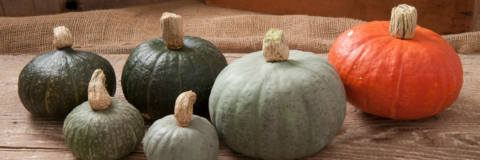 A variety of gorgeous winter squashes for fall.