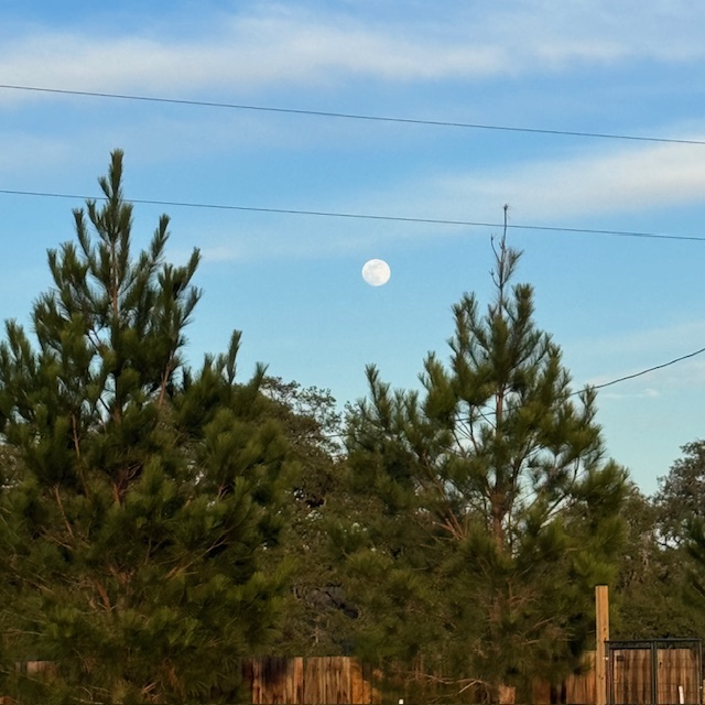 Look at the beautiful Wolf Moon that came up between my pine trees as I was out feeding the animals. I am so glad I caught it.