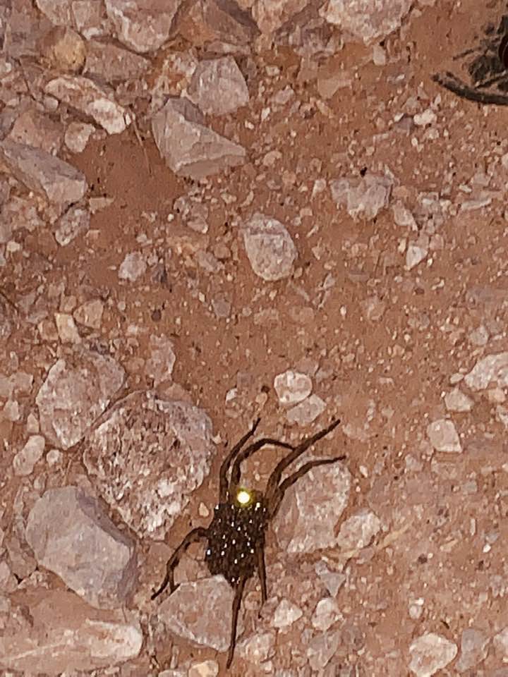 This Wolf Spider was found right outside our door when Bethany was breaking down moving boxes. It is huge, about as big as my hand.
