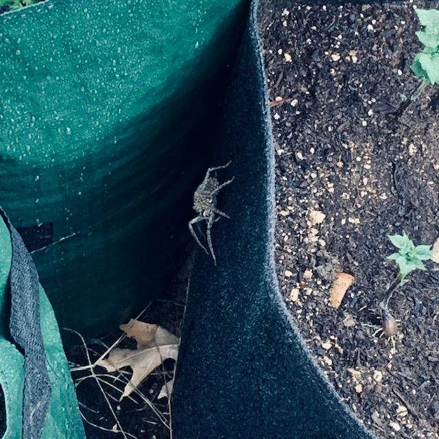 So I was watering my new potatoes and was shocked to find this--a wolf spider. She is huge with babies on her back. I screamed loudly. No one came running.