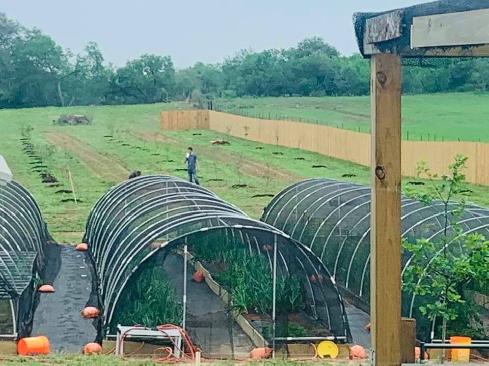 Workers out in the orchard. Out in the country, we did not shelter in place. It was mostly life as usual during corona.