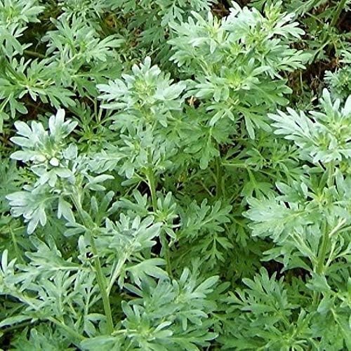Wormwood plants will repel mosquitoes.