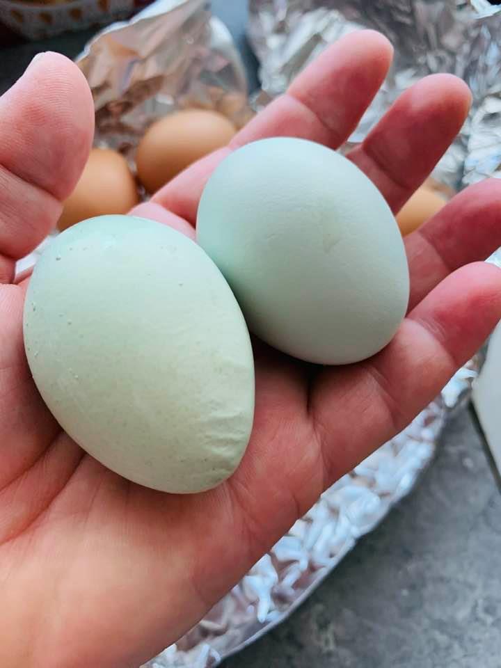 The wrinkled egg compared to a normal blue egg.