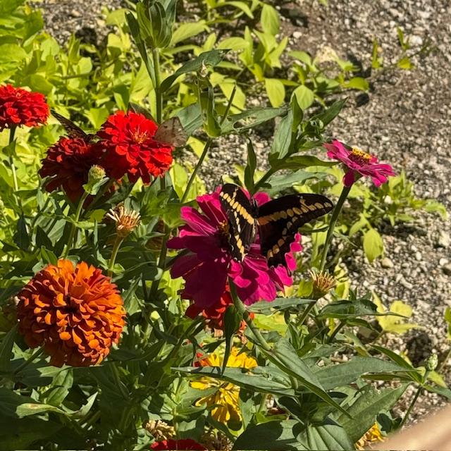 Butterflies love zinnias!