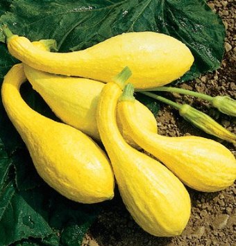 Yellow Crookneck Summer Squash can be used as well as any squash, zucchini, or pumpkin.